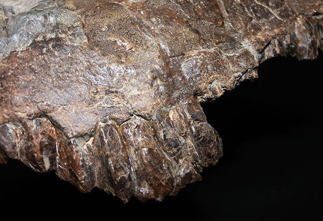 プライスレス！デンタルバッテリー構造がそのまま保存されたトリケラトプス（Triceratops）の上顎化石（その7）