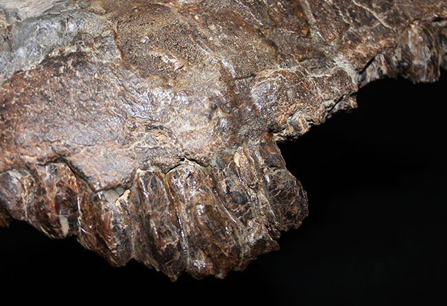 プライスレス!デンタルバッテリー構造がそのまま保存されたトリケラトプス(Triceratops)の上顎化石(その7)