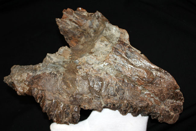 プライスレス!デンタルバッテリー構造がそのまま保存されたトリケラトプス(Triceratops)の上顎化石(その9)