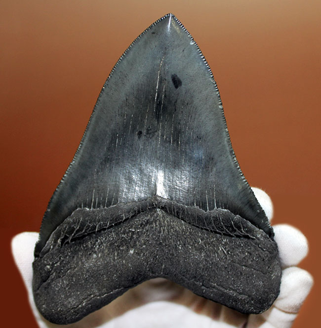 史上最大の捕食者の一つ、古代鮫、メガロドン（Carcharodon megalodon）の巨大歯化石（その1）