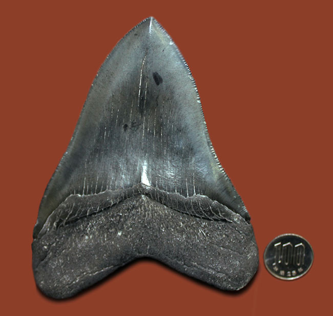 史上最大の捕食者の一つ、古代鮫、メガロドン（Carcharodon megalodon）の巨大歯化石（その16）