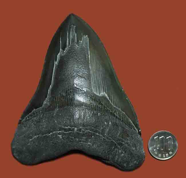 史上最大の捕食者の一つ、古代鮫、メガロドン（Carcharodon megalodon）の巨大歯化石（その17）