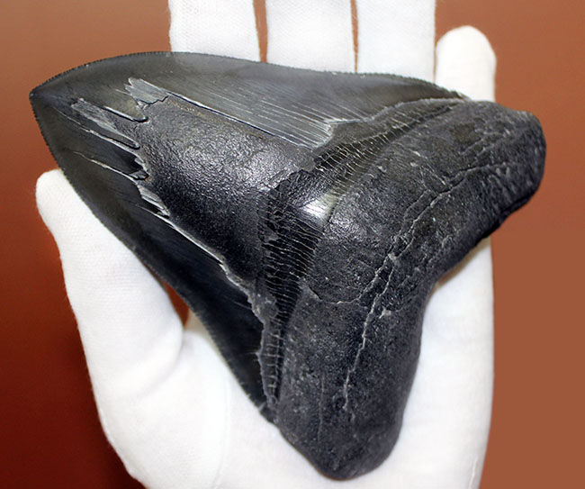 史上最大の捕食者の一つ、古代鮫、メガロドン（Carcharodon megalodon）の巨大歯化石（その8）