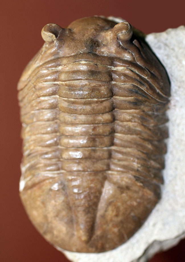 ガッチリとした印象の幅広のアサフス属ホルミ（Asaphus holmi）。クリーニングの行き届いた上質標本。（その1）