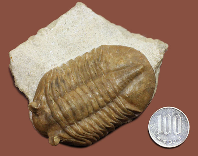 ガッチリとした印象の幅広のアサフス属ホルミ(Asaphus holmi)。クリーニングの行き届いた上質標本。(その12)