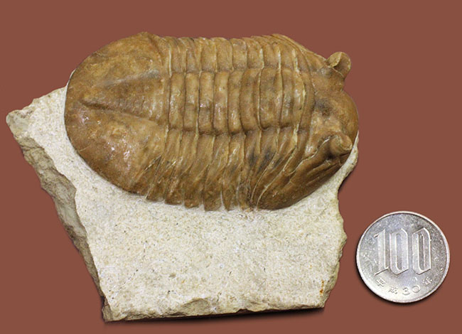 ガッチリとした印象の幅広のアサフス属ホルミ(Asaphus holmi)。クリーニングの行き届いた上質標本。(その13)