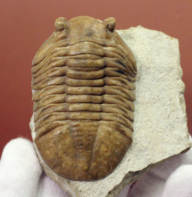 ガッチリとした印象の幅広のアサフス属ホルミ(Asaphus holmi)。クリーニングの行き届いた上質標本。(その4)