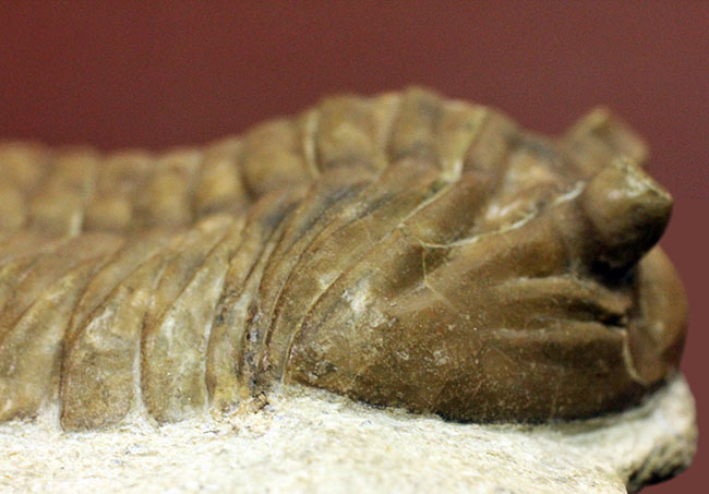 ガッチリとした印象の幅広のアサフス属ホルミ(Asaphus holmi)。クリーニングの行き届いた上質標本。(その7)