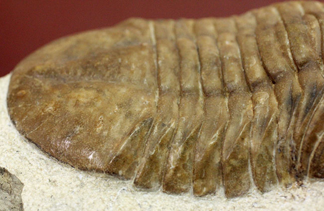 ガッチリとした印象の幅広のアサフス属ホルミ（Asaphus holmi）。クリーニングの行き届いた上質標本。（その8）
