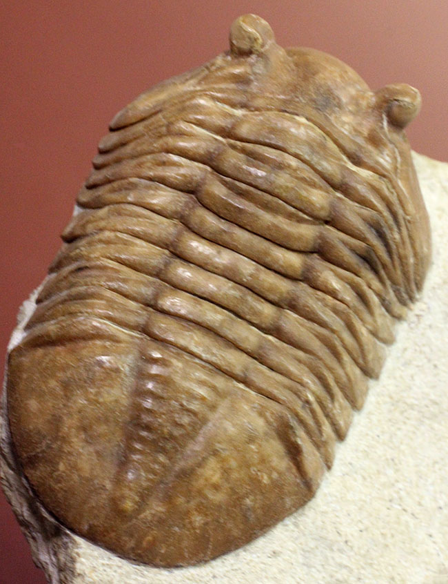 ガッチリとした印象の幅広のアサフス属ホルミ(Asaphus holmi)。クリーニングの行き届いた上質標本。(その9)