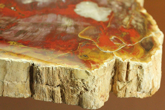 この赤は何だ！猛烈に発色の良い、情熱の赤を呈するマダガスカル産珪化木（ケイカボク）（その17）