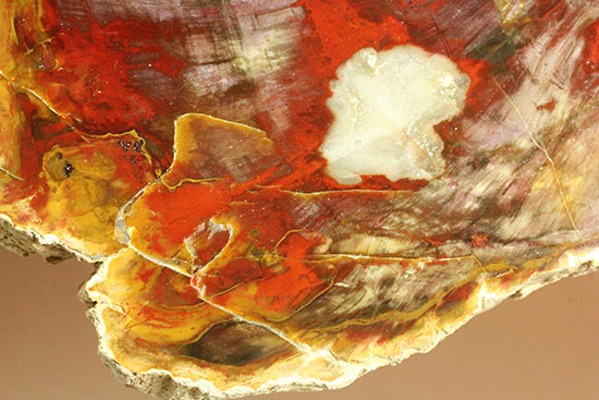 この赤は何だ！猛烈に発色の良い、情熱の赤を呈するマダガスカル産珪化木（ケイカボク）（その6）