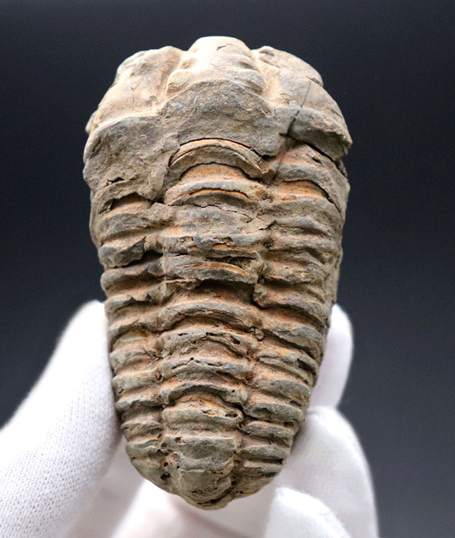 体節がよく保存された、オルドビス紀のモロッコ産カリメネ三葉虫。（その1）