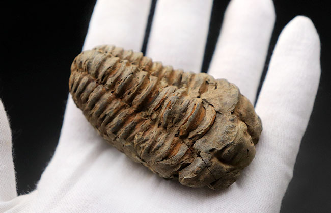 体節がよく保存された、オルドビス紀のモロッコ産カリメネ三葉虫。（その2）