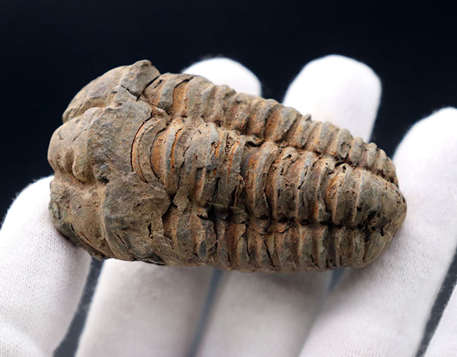 体節がよく保存された、オルドビス紀のモロッコ産カリメネ三葉虫。（その3）