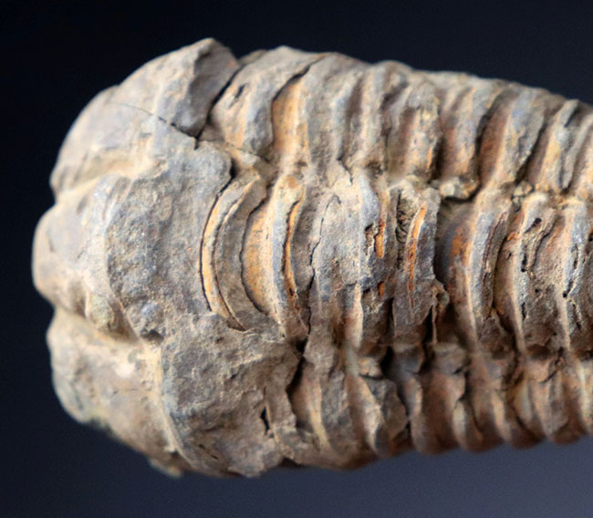 体節がよく保存された、オルドビス紀のモロッコ産カリメネ三葉虫。（その4）