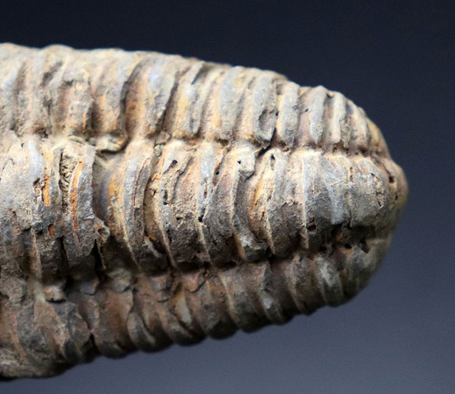 体節がよく保存された、オルドビス紀のモロッコ産カリメネ三葉虫。（その5）
