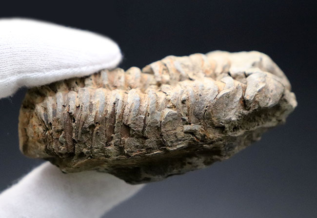 体節がよく保存された、オルドビス紀のモロッコ産カリメネ三葉虫。（その7）