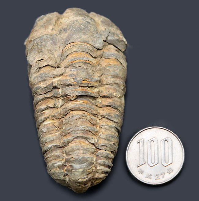 体節がよく保存された、オルドビス紀のモロッコ産カリメネ三葉虫。（その8）