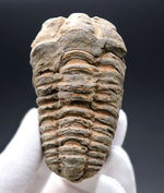 体節がよく保存された、オルドビス紀のモロッコ産カリメネ三葉虫。