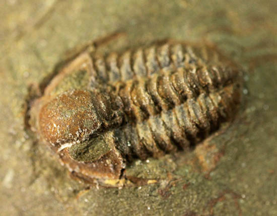 レア！小型のモロッコ産三葉虫アジェリナ（Agerina sp.）（その2）
