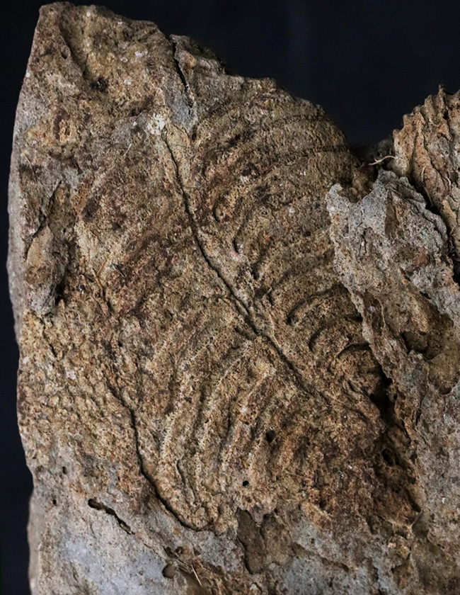 密かな人気を集める、国産マニアック化石シリース！岩手県陸飯森産の腕足類化石、レプトダス（Leptodus）（その1）