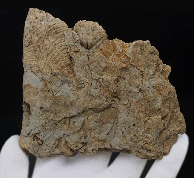 密かな人気を集める、国産マニアック化石シリース！岩手県陸飯森産の腕足類化石、レプトダス（Leptodus）（その2）