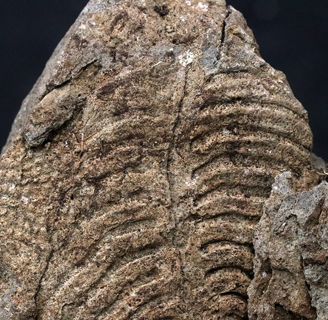 密かな人気を集める、国産マニアック化石シリース！岩手県陸飯森産の腕足類化石、レプトダス（Leptodus）（その3）