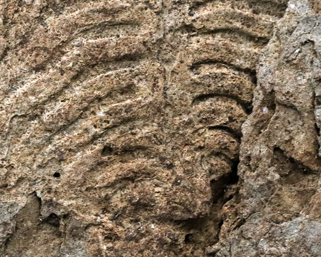 密かな人気を集める、国産マニアック化石シリース！岩手県陸飯森産の腕足類化石、レプトダス（Leptodus）（その4）