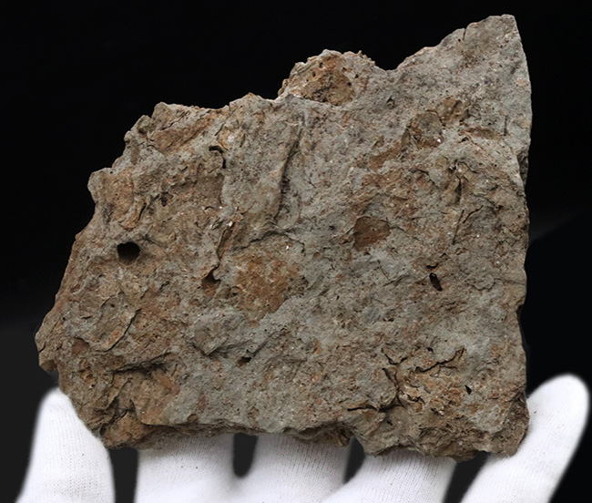 密かな人気を集める、国産マニアック化石シリース！岩手県陸飯森産の腕足類化石、レプトダス（Leptodus）（その5）