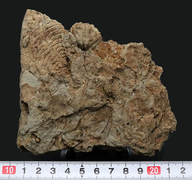 密かな人気を集める、国産マニアック化石シリース！岩手県陸飯森産の腕足類化石、レプトダス（Leptodus）（その7）