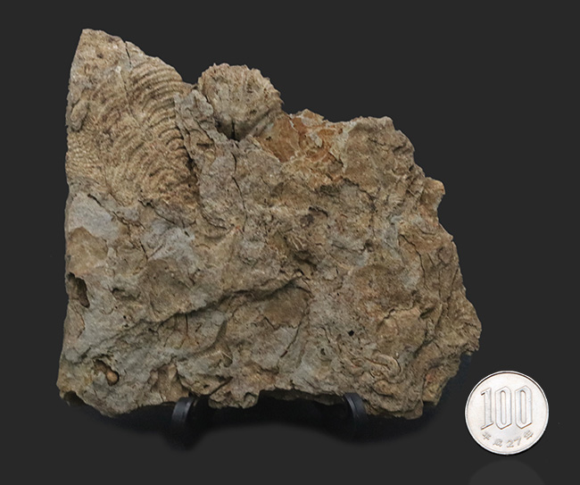 密かな人気を集める、国産マニアック化石シリース！岩手県陸飯森産の腕足類化石、レプトダス（Leptodus）（その8）