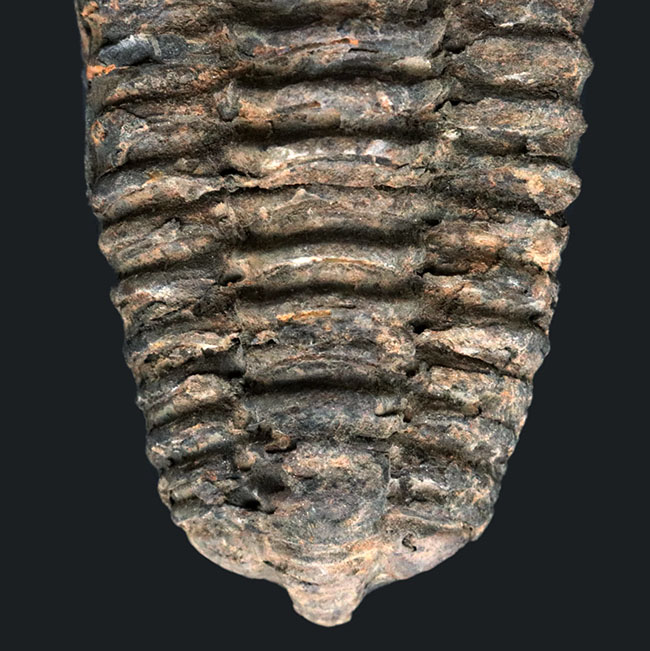 原始的な特徴を多数持つ、極めてシンプルな三葉虫、ディアカリメネ