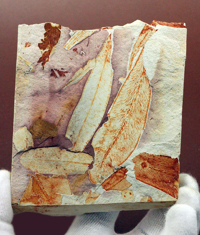 2億年以上前の地球の代表的な植物グロッソプテリス(Glossopteris)の上質な葉の化石。なにか似ている！？（その1）