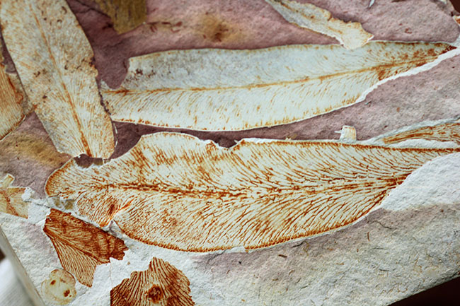 2億年以上前の地球の代表的な植物グロッソプテリス(Glossopteris)の上質な葉の化石。なにか似ている！？（その11）