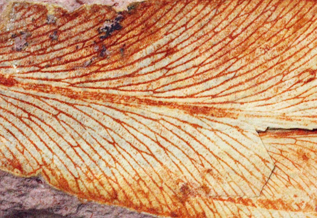 2億年以上前の地球の代表的な植物グロッソプテリス(Glossopteris)の上質な葉の化石。なにか似ている！？（その12）