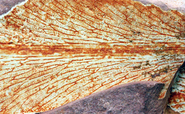 2億年以上前の地球の代表的な植物グロッソプテリス(Glossopteris)の上質な葉の化石。なにか似ている！？（その13）