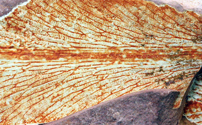 2億年以上前の地球の代表的な植物グロッソプテリス(Glossopteris)の上質な葉の化石。なにか似ている!?(その13)