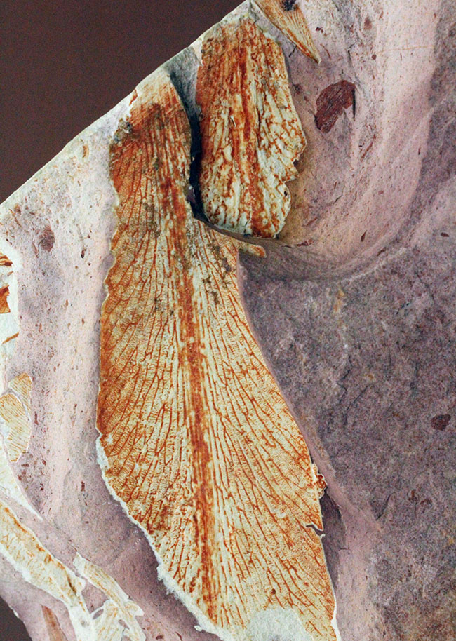 2億年以上前の地球の代表的な植物グロッソプテリス(Glossopteris)の上質な葉の化石。なにか似ている!?(その14)