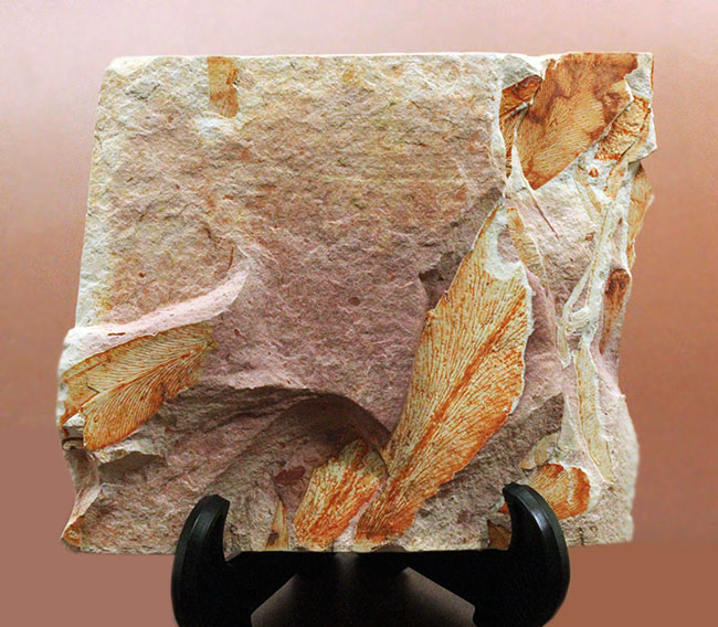 2億年以上前の地球の代表的な植物グロッソプテリス(Glossopteris)の上質な葉の化石。なにか似ている!?(その15)