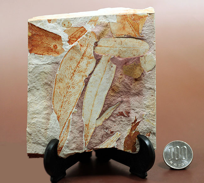 2億年以上前の地球の代表的な植物グロッソプテリス(Glossopteris)の上質な葉の化石。なにか似ている！？（その17）