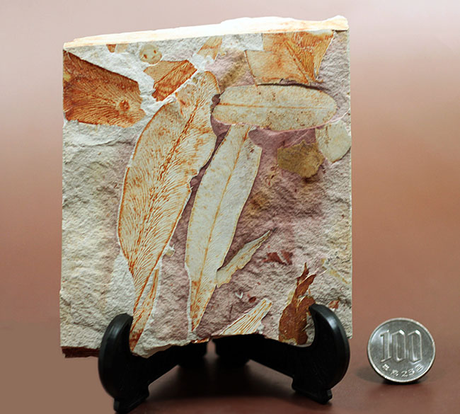 2億年以上前の地球の代表的な植物グロッソプテリス(Glossopteris)の上質な葉の化石。なにか似ている!?(その17)