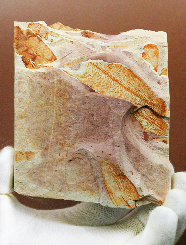 2億年以上前の地球の代表的な植物グロッソプテリス(Glossopteris)の上質な葉の化石。なにか似ている！？（その2）