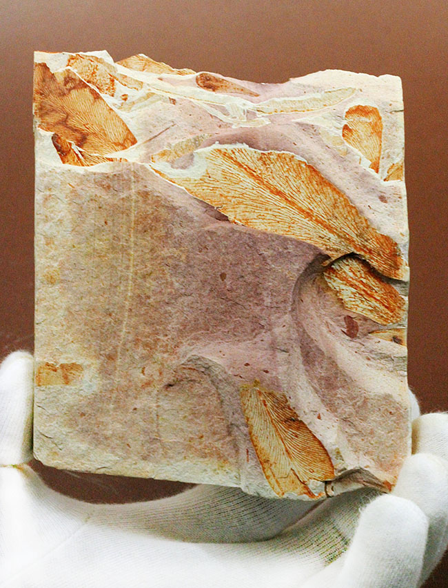 2億年以上前の地球の代表的な植物グロッソプテリス(Glossopteris)の上質な葉の化石。なにか似ている!?(その2)
