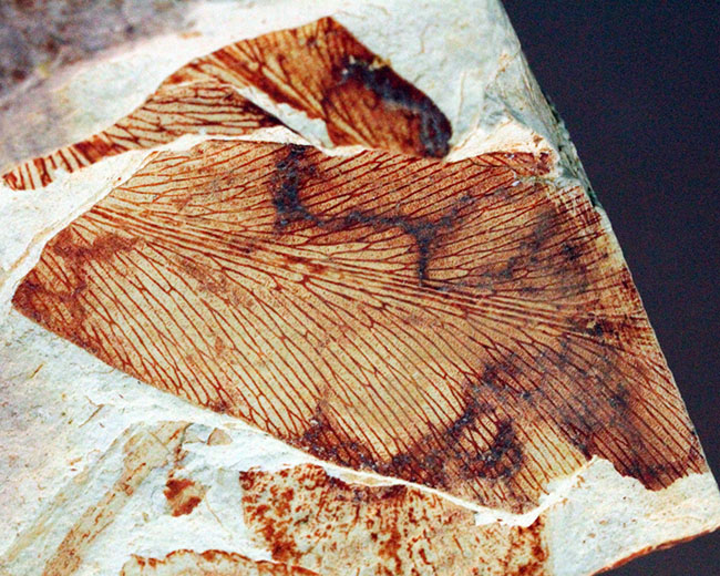 2億年以上前の地球の代表的な植物グロッソプテリス(Glossopteris)の上質な葉の化石。なにか似ている!?(その3)