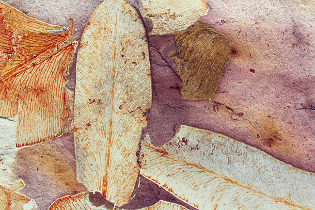 2億年以上前の地球の代表的な植物グロッソプテリス(Glossopteris)の上質な葉の化石。なにか似ている!?(その4)