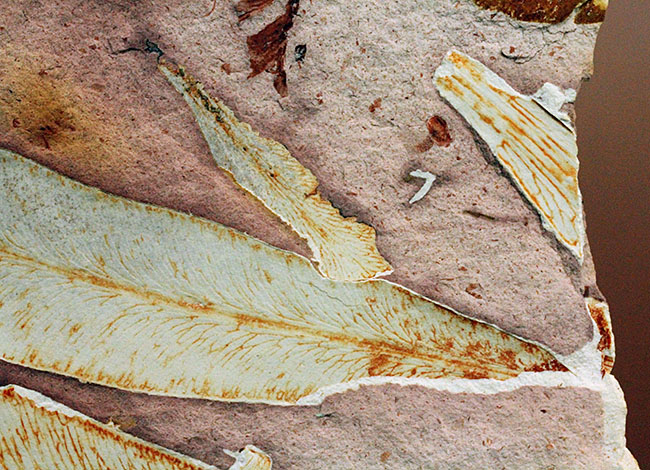 2億年以上前の地球の代表的な植物グロッソプテリス(Glossopteris)の上質な葉の化石。なにか似ている!?(その5)