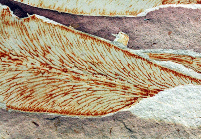2億年以上前の地球の代表的な植物グロッソプテリス(Glossopteris)の上質な葉の化石。なにか似ている!?(その6)