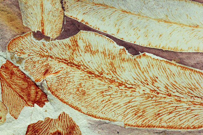 2億年以上前の地球の代表的な植物グロッソプテリス(Glossopteris)の上質な葉の化石。なにか似ている!?(その7)