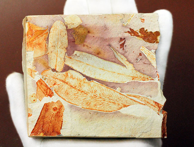 2億年以上前の地球の代表的な植物グロッソプテリス(Glossopteris)の上質な葉の化石。なにか似ている!?(その8)